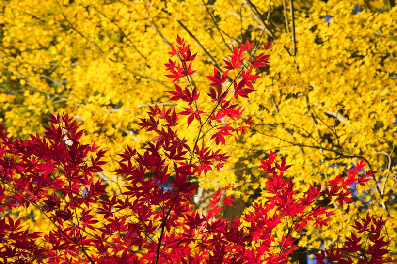 无人,横图,室外,特写,白天,仰视,旅游,度假,美景,叶子,秋田县,日本,亚洲,许多,朦胧,模糊,景观,枫叶,枯叶,落叶,娱乐,黄色,红色,自然,享受,休闲,景色,放松,枫树叶,自然风光,东亚,本州,本州岛,日本国,秋田,东北地方,叶,叶片,彩图,低角度拍摄