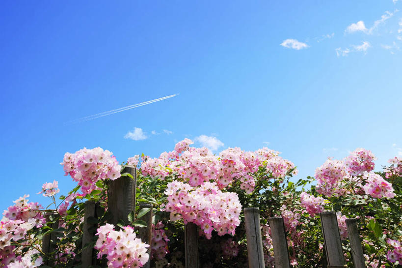 无人,栏杆,横图,室内,白天,仰视,旅游,度假,花海,花圃,美景,植物,叶子,神奈川,日本,亚洲,许多,盛开,栅栏,景观,篱笆,云,云朵,围栏,神奈川县,花蕾,云彩,娱乐,护栏,花,花瓣,花朵,花卉,鲜花,粉色,蓝色,绿色,白云,蓝天,天空,自然,花丛,花束,花田,天,花苞,花蕊,享受,休闲,景色,放松,晴朗,自然风光,东亚,本州,关东地方,本州岛,日本国,晴空,彩图,低角度拍摄