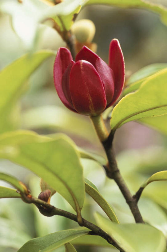 无人,竖图,室外,特写,白天,正面,旅游,度假,纯洁,美景,叶子,许多,朦胧,模糊,盛开,景观,绿叶,美丽,花蕾,娱乐,花,花瓣,花朵,鲜花,一朵,红色,自然,花苞,花蕊,享受,休闲,嫩叶,景色,放松,庄重,自然风光,含蓄,高洁,含笑花,含笑梅,含笑美,山节子,香蕉花,矜持,叶,叶片,彩图,含笑