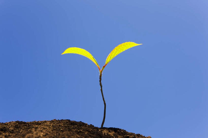 无人,横图,室外,特写,白天,仰视,旅游,度假,美景,叶子,日本,亚洲,两片,景观,泥土,绿叶,娱乐,蓝色,蓝天,天空,自然,天,树苗,享受,休闲,嫩叶,景色,放松,晴朗,生机,希望,自然风光,东亚,本州,万里无云,关东地方,本州岛,日本国,栃木,栃木县,灵动,叶,叶片,晴空,晴空万里,彩图,低角度拍摄