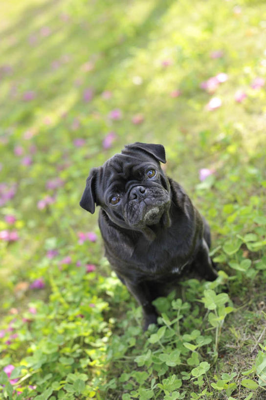 无人,蹲,竖图,俯视,室外,白天,草地,草坪,植物,宠物,狗,阴影,光线,影子,草,一只,绿色,黑色,阳光,动物,可爱,哈巴狗,忠诚,巴哥,巴哥犬,犬,蹲着,彩图,高角度拍摄,全身