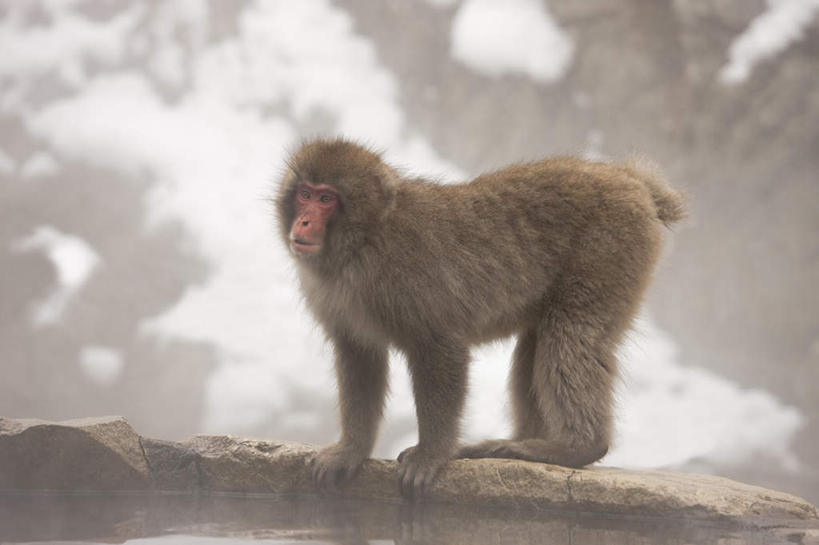 无人,站,横图,室外,白天,侧面,旅游,度假,礁石,石头,美景,雪,大雪,野生动物,猴子,长野县,日本,亚洲,石子,积雪,景观,雪景,冬季,冬天,棕色,娱乐,一只,自然,动物,站着,享受,休闲,景色,放松,寒冷,可爱,活泼,自然风光,猕猴,东亚,日本猕猴,本州,本州岛,日本国,中部地方,长野,严寒,礁,石块,岩石,站立,彩图,全身