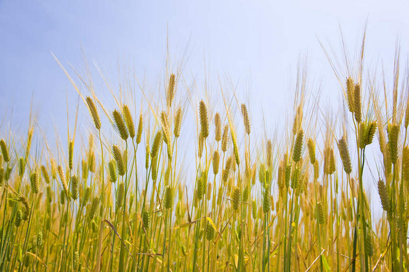 无人,横图,室外,白天,正面,旅游,度假,农作物,小麦,美景,日本,亚洲,许多,景观,谷物,娱乐,黄色,蓝色,蓝天,天空,自然,天,享受,休闲,稻谷,稻子,景色,放松,麦子,晴朗,自然风光,东亚,本州,万里无云,关东地方,本州岛,日本国,栃木,栃木县,晴空,晴空万里,彩图