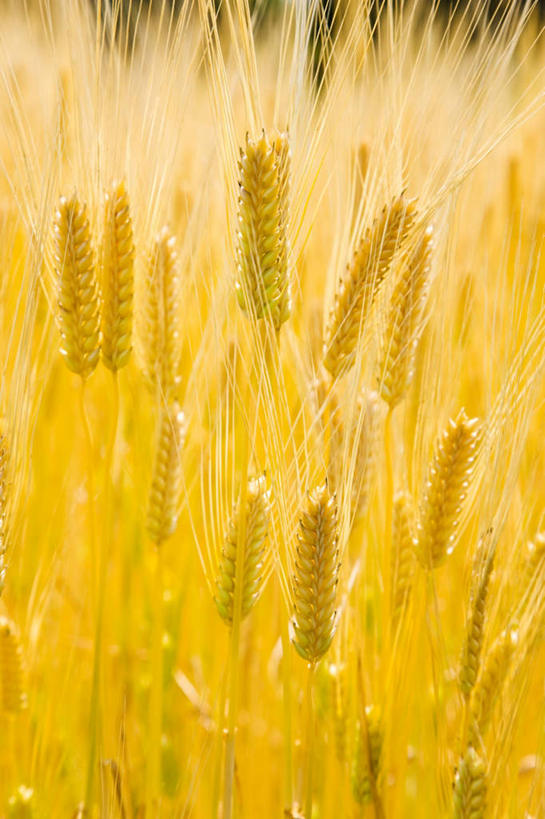 无人,竖图,俯视,室外,特写,白天,旅游,度假,农作物,小麦,美景,日本,亚洲,许多,景观,谷物,娱乐,黄色,自然,享受,休闲,稻谷,稻子,景色,放松,麦子,自然风光,东亚,本州,关东地方,本州岛,日本国,栃木,栃木县,彩图,高角度拍摄