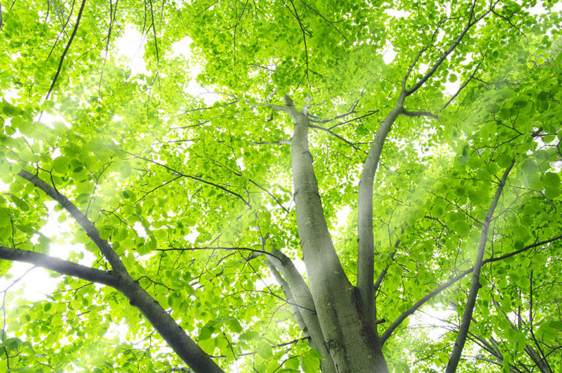 无人,横图,室外,白天,仰视,旅游,度假,美景,太阳,植物,叶子,北海道,日本,亚洲,许多,阴影,光线,影子,景观,绿叶,娱乐,树,树木,绿色,阳光,自然,享受,休闲,嫩叶,景色,放松,生长,成长,自然风光,东亚,札幌,日本国,北海道地方,北海道岛,县厅,叶,叶片,彩图,低角度拍摄,札幌市