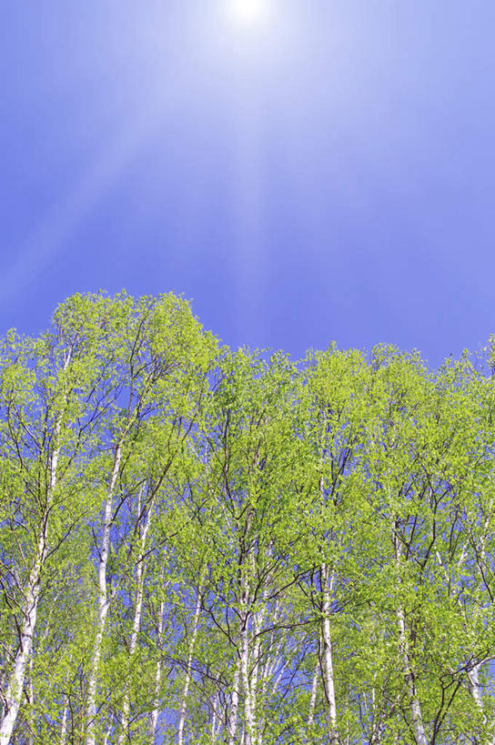 无人,竖图,室外,白天,仰视,旅游,度假,美景,太阳,植物,北海道,日本,亚洲,许多,阴影,光线,影子,景观,娱乐,树,树木,蓝色,绿色,蓝天,天空,阳光,自然,天,享受,休闲,景色,放松,白桦,生长,晴朗,成长,自然风光,东亚,万里无云,札幌,日本国,北海道地方,北海道岛,县厅,晴空,晴空万里,桦树,桦皮树,桦木,彩图,低角度拍摄,札幌市