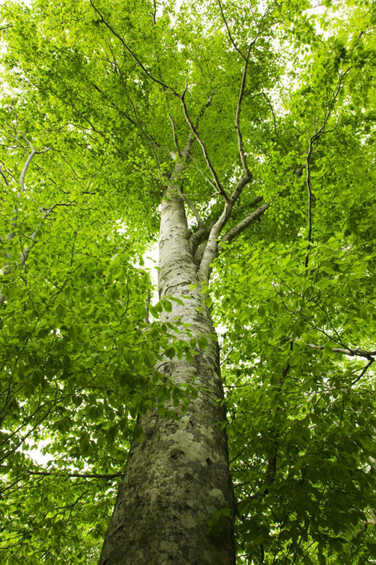 无人,竖图,室外,白天,仰视,旅游,度假,美景,植物,叶子,日本,亚洲,一棵,阴影,光线,影子,景观,绿叶,娱乐,树,树木,绿色,阳光,自然,享受,休闲,嫩叶,景色,放松,生长,成长,自然风光,东亚,山毛榉,本州,本州岛,日本国,东北地方,福岛,福岛县,麻栎金刚,山毛榉树,叶,叶片,彩图,低角度拍摄