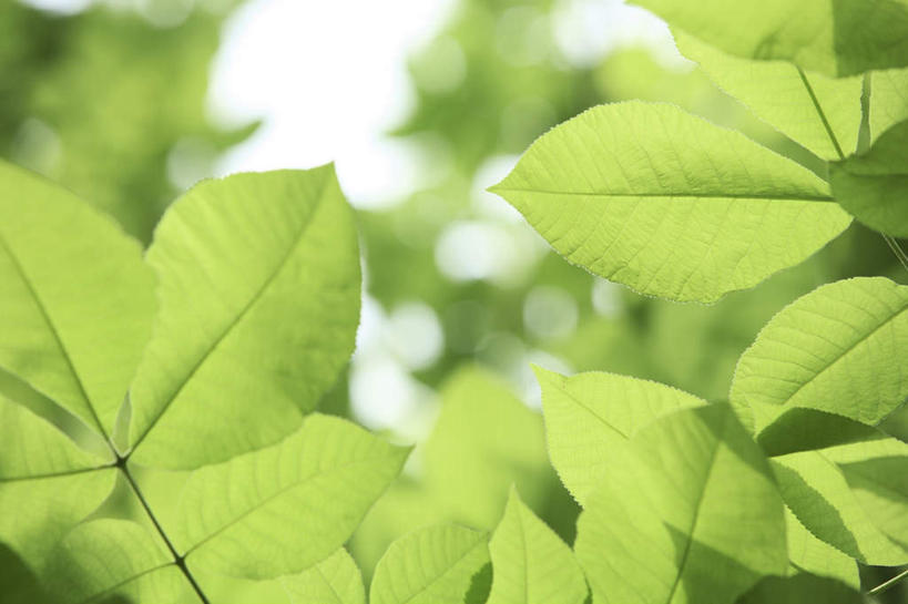 无人,横图,室外,特写,白天,仰视,旅游,度假,美景,叶子,许多,阴影,朦胧,模糊,光线,影子,景观,绿叶,娱乐,阳光,自然,享受,休闲,嫩叶,景色,放松,自然风光,叶,叶片,叶脉,彩图,低角度拍摄