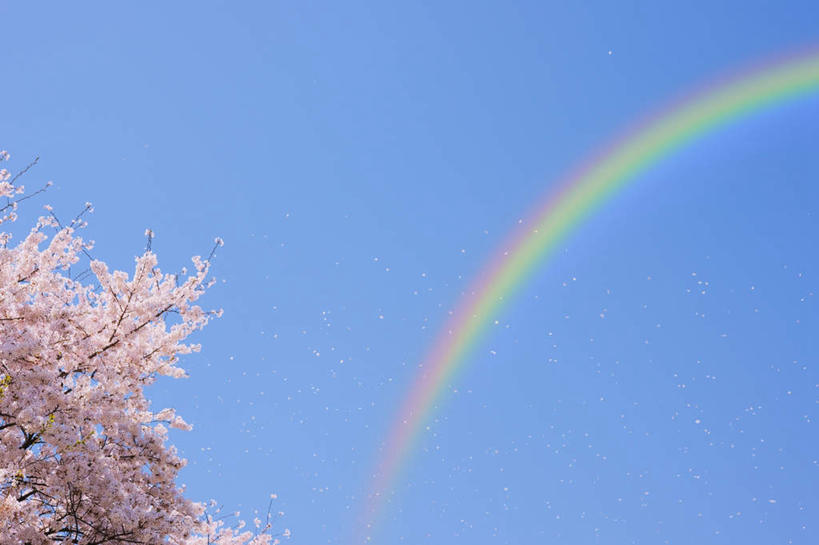 无人,横图,室外,白天,仰视,旅游,度假,彩虹,美景,樱花,东京,日本,亚洲,许多,盛开,景观,花蕾,娱乐,花,花瓣,花朵,鲜花,粉色,蓝色,蓝天,天空,自然,天,花苞,花蕊,享受,休闲,景色,放松,晴朗,自然风光,东亚,本州,万里无云,关东地方,本州岛,日本国,东京都,仙樱花,福岛樱,青肤樱,虹,虹桥,七彩虹,晴空,晴空万里,天虹,荆桃,彩图,低角度拍摄