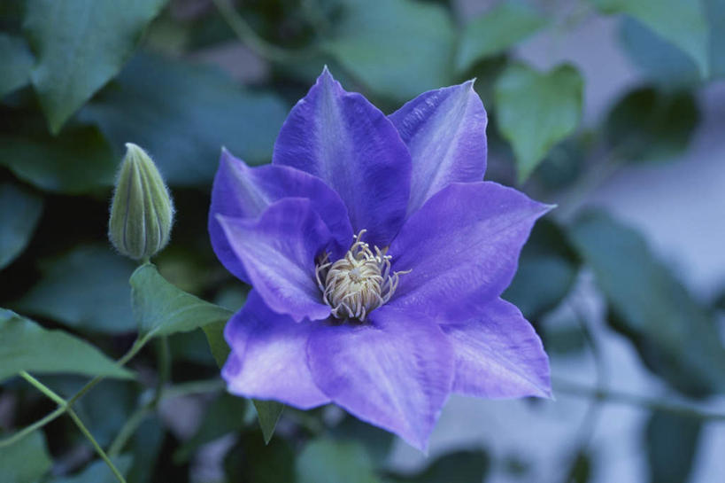 无人,横图,俯视,室外,特写,白天,叶子,许多,朦胧,模糊,盛开,铁线莲,绿叶,花蕾,花,花瓣,花朵,鲜花,一朵,紫色,花苞,花蕊,嫩叶,番莲,威灵仙,山木通,叶,叶片,彩图,高角度拍摄