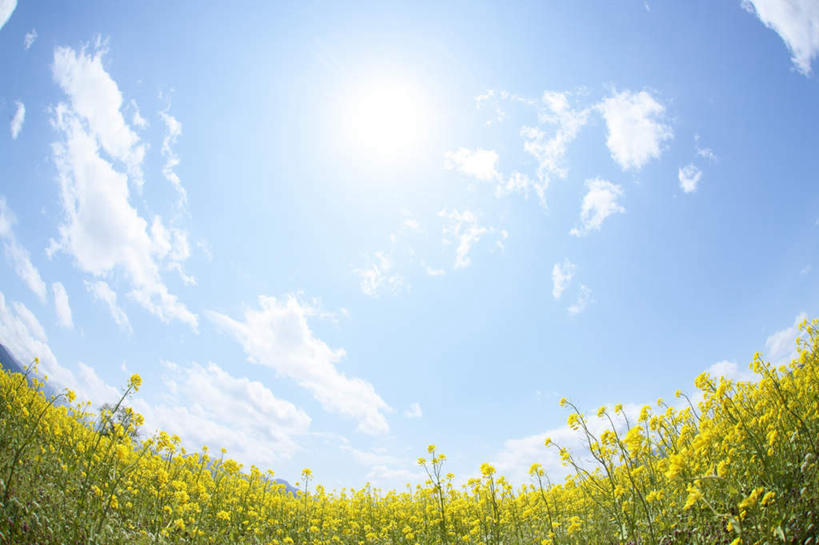 无人,横图,室外,白天,广角镜头,鱼眼镜头,仰视,旅游,度假,花海,花圃,美景,植物,叶子,长野县,日本,亚洲,许多,盛开,景观,云,云朵,花蕾,云彩,娱乐,花,花瓣,花朵,花卉,鲜花,黄色,蓝色,绿色,白云,蓝天,天空,自然,花丛,花束,花田,天,花苞,花蕊,油菜花,享受,休闲,景色,放松,晴朗,自然风光,东亚,本州,本州岛,日本国,中部地方,长野,晴空,彩图,低角度拍摄,芸苔,芸薹