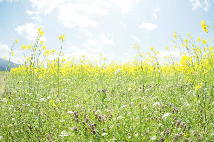 无人,横图,室外,白天,正面,广角镜头,鱼眼镜头,旅游,度假,美景,长野县,日本,亚洲,许多,盛开,景观,云,云朵,野花,花蕾,云彩,娱乐,花,花瓣,花朵,鲜花,红色,蓝色,白色,白云,蓝天,天空,自然,天,花苞,花蕊,享受,休闲,景色,放松,晴朗,自然风光,东亚,本州,本州岛,日本国,中部地方,长野,晴空,彩图