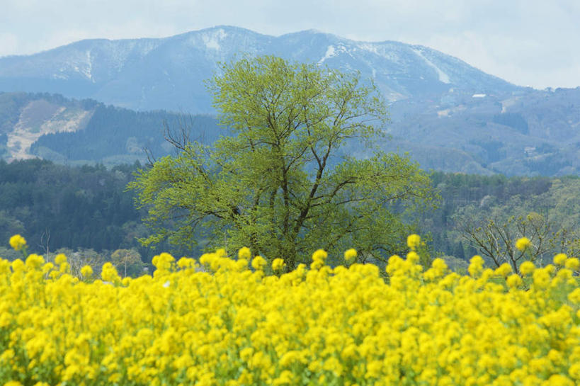 无人,横图,室外,白天,正面,旅游,度假,花海,花圃,美景,山,山脉,植物,叶子,长野县,日本,亚洲,许多,盛开,景观,山峰,山峦,花蕾,娱乐,花,花瓣,花朵,花卉,鲜花,树,树木,黄色,蓝色,绿色,蓝天,天空,自然,花丛,花束,花田,群山,天,花苞,花蕊,油菜花,享受,休闲,景色,放松,生长,晴朗,成长,自然风光,东亚,本州,万里无云,本州岛,日本国,中部地方,长野,晴空,晴空万里,彩图,芸苔,芸薹