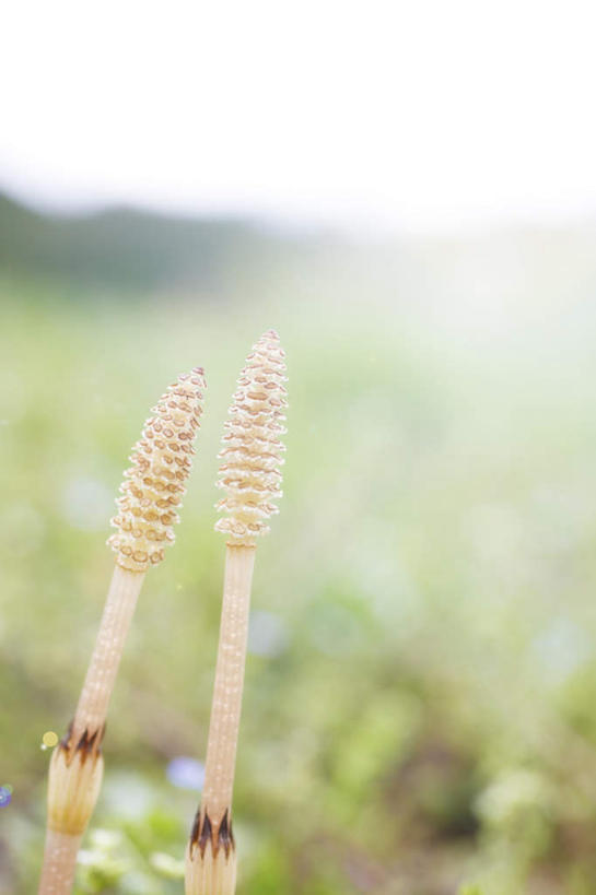 无人,竖图,室外,特写,白天,正面,旅游,度假,草地,草坪,美景,植物,日本,亚洲,朦胧,模糊,景观,云,云朵,两颗,云彩,娱乐,草,蓝色,绿色,白云,蓝天,天空,自然,天,享受,休闲,景色,放松,晴朗,自然风光,东亚,本州,本州岛,日本国,中国地方,问荆,接续草,公母草,搂接草,空心草,马蜂草,猪鬃草,黄蚂草,节节草,接骨草,鸟取,鸟取县,晴空,彩图