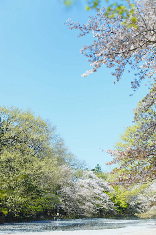 无人,竖图,室外,白天,正面,旅游,度假,河流,美景,水,植物,樱花,东京,日本,亚洲,许多,波纹,盛开,河水,景观,水流,樱花树,涟漪,花蕾,娱乐,花,花瓣,花朵,鲜花,树,树木,粉色,蓝色,绿色,蓝天,水纹,天空,自然,波浪,天,花苞,花蕊,享受,休闲,景色,放松,生长,晴朗,成长,自然风光,东亚,本州,万里无云,关东地方,本州岛,日本国,东京都,水晕,仙樱花,福岛樱,青肤樱,晴空,晴空万里,荆桃,彩图