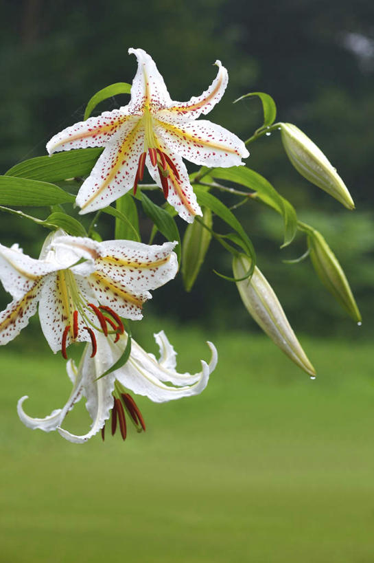 无人,竖图,室外,特写,白天,正面,旅游,度假,草地,草坪,花海,花圃,美景,植物,百合花,叶子,日本,亚洲,三朵,朦胧,模糊,盛开,景观,花蕾,娱乐,草,花,花瓣,花朵,花卉,鲜花,绿色,白色,自然,花丛,花束,花田,花苞,花蕊,享受,休闲,景色,放松,自然风光,东亚,本州,关东地方,本州岛,日本国,强瞿,崎玉,崎玉县,百合蒜,倒仙,番韭,山丹,彩图