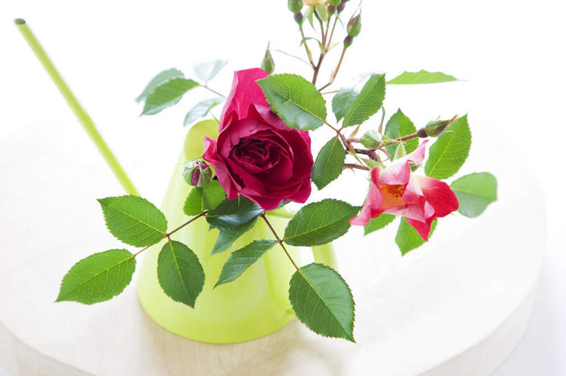 无人,横图,俯视,室内,白天,白色背景,爱情,幸福,纯洁,热情,玫瑰,叶子,阴影,盛开,壶,影子,陶瓷,绿叶,玫瑰花,陶瓷制品,浪漫,花蕾,洒水壶,水壶,花,花瓣,花朵,鲜花,两朵,一个,红色,白色,垫子,花苞,花蕊,温暖,温馨,嫩叶,恩爱,摄影,影棚,单个,和睦,感动,尊敬,浇水壶,天真,刺玫花,徘徊花,叶,叶片,彩图,高角度拍摄,影棚拍摄,拍摄,融洽