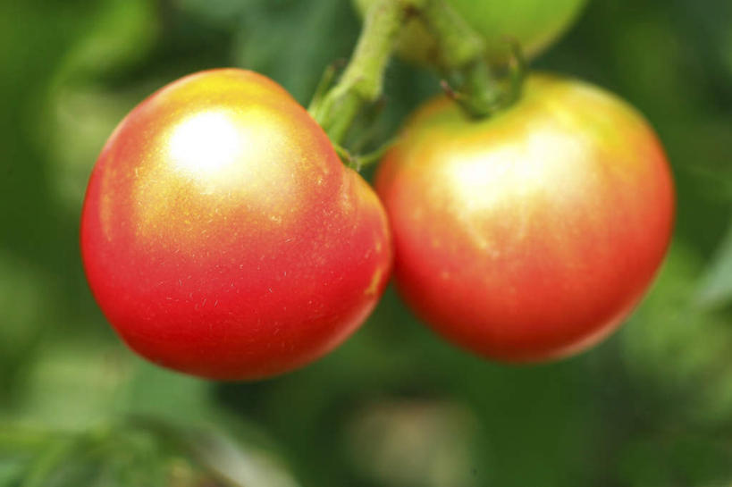 无人,横图,室外,特写,白天,正面,旅游,度假,美景,蔬菜,西红柿,日本,亚洲,朦胧,模糊,新鲜,景观,食品,娱乐,食物,两个,红色,自然,享受,休闲,景色,放松,有机食品,绿色食品,自然风光,东亚,本州,关东地方,本州岛,日本国,崎玉,崎玉县,番茄,彩图