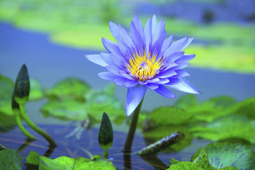 无人,横图,俯视,室外,特写,白天,旅游,度假,河流,美景,水,睡莲,叶子,东京,日本,亚洲,许多,朦胧,模糊,平静,盛开,河水,景观,水流,绿叶,花蕾,娱乐,花,花瓣,花朵,鲜花,一朵,紫色,自然,花苞,花蕊,享受,休闲,嫩叶,景色,放松,自然风光,东亚,纯真,妖艳,本州,关东地方,本州岛,日本国,东京都,水芹花,抒情,洁净,水洋花,子午莲,叶,叶片,彩图,高角度拍摄