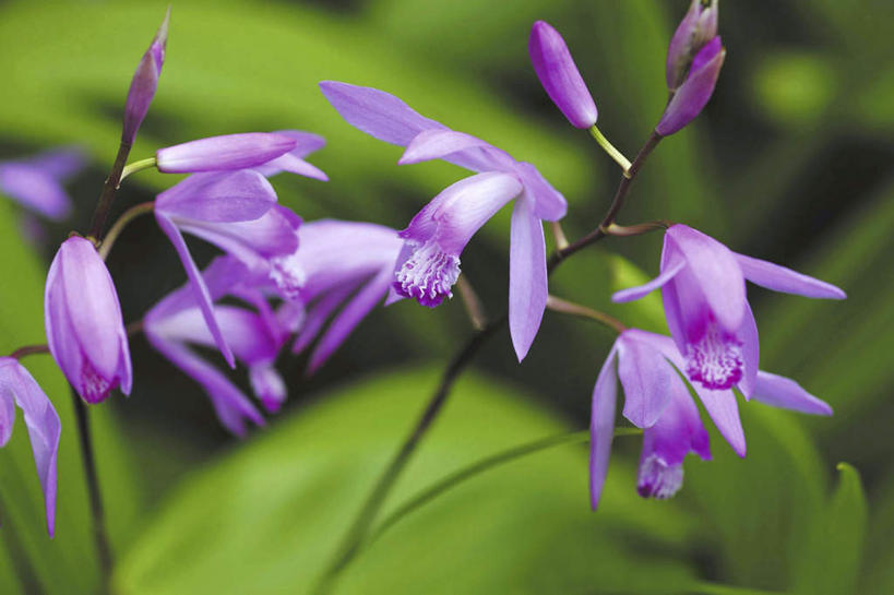 无人,横图,俯视,室外,特写,白天,旅游,度假,花海,花圃,美景,植物,玉兰花,叶子,东京,日本,亚洲,许多,朦胧,模糊,盛开,景观,花蕾,娱乐,花,花瓣,花朵,花卉,鲜花,绿色,紫色,自然,花丛,花束,花田,花苞,花蕊,享受,休闲,景色,放松,自然风光,东亚,本州,关东地方,本州岛,日本国,东京都,辛夷花,玉兰,应春花,望春花,彩图,高角度拍摄,玉堂春