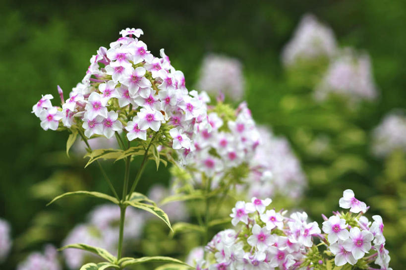 无人,横图,室外,特写,白天,正面,旅游,度假,花海,花圃,美景,植物,叶子,东京,日本,亚洲,许多,朦胧,模糊,盛开,景观,花蕾,娱乐,花,花瓣,花朵,花卉,鲜花,红色,绿色,白色,自然,花丛,花束,花田,花苞,花蕊,享受,休闲,景色,放松,自然风光,东亚,本州,关东地方,本州岛,日本国,东京都,草夹竹桃,彩图