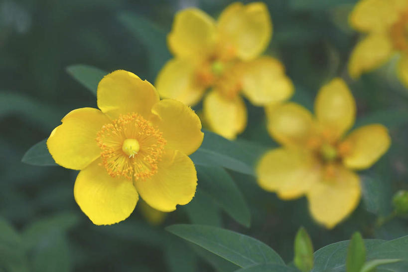 无人,横图,俯视,室外,特写,白天,旅游,度假,花海,花圃,美景,植物,叶子,东京,日本,亚洲,四朵,朦胧,模糊,盛开,景观,花蕾,娱乐,花,花瓣,花朵,花卉,鲜花,黄色,绿色,自然,花丛,花束,花田,花苞,花蕊,享受,休闲,景色,放松,千代田区,自然风光,东亚,本州,关东地方,本州岛,日本国,东京都,彩图,高角度拍摄
