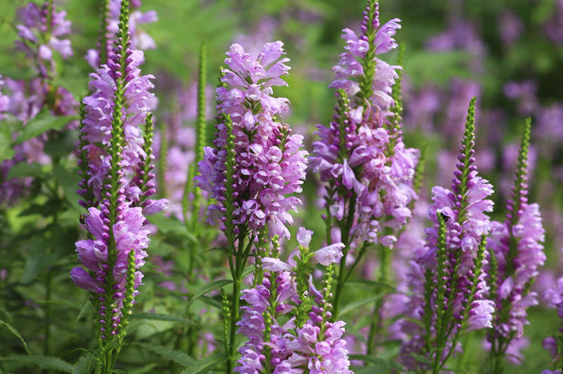 无人,横图,俯视,室外,特写,白天,旅游,度假,花海,花圃,美景,植物,叶子,日本,亚洲,许多,盛开,景观,花蕾,娱乐,花,花瓣,花朵,花卉,鲜花,绿色,紫色,自然,花丛,花束,花田,花苞,花蕊,享受,休闲,景色,放松,自然风光,东亚,本州,关东地方,本州岛,日本国,崎玉,崎玉县,彩图,高角度拍摄