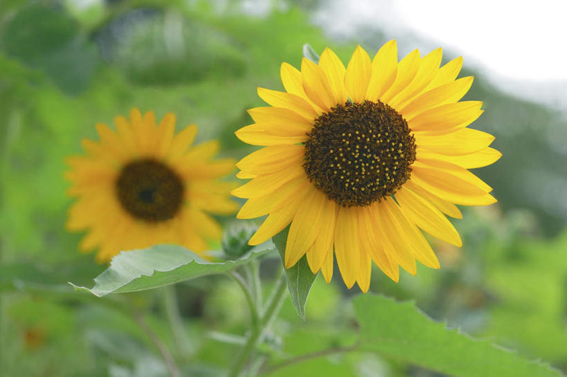 无人,横图,室外,特写,白天,正面,旅游,度假,花海,花圃,美景,植物,向日葵,叶子,日本,亚洲,朦胧,模糊,盛开,景观,花蕾,娱乐,花,花瓣,花朵,花卉,鲜花,两朵,蓝色,绿色,蓝天,天空,自然,花丛,花束,花田,天,花苞,花蕊,享受,休闲,景色,放松,晴朗,自然风光,东亚,本州,万里无云,关东地方,本州岛,日本国,崎玉,崎玉县,朝阳花,葵花,望日莲,向阳花,转日莲,晴空,晴空万里,彩图