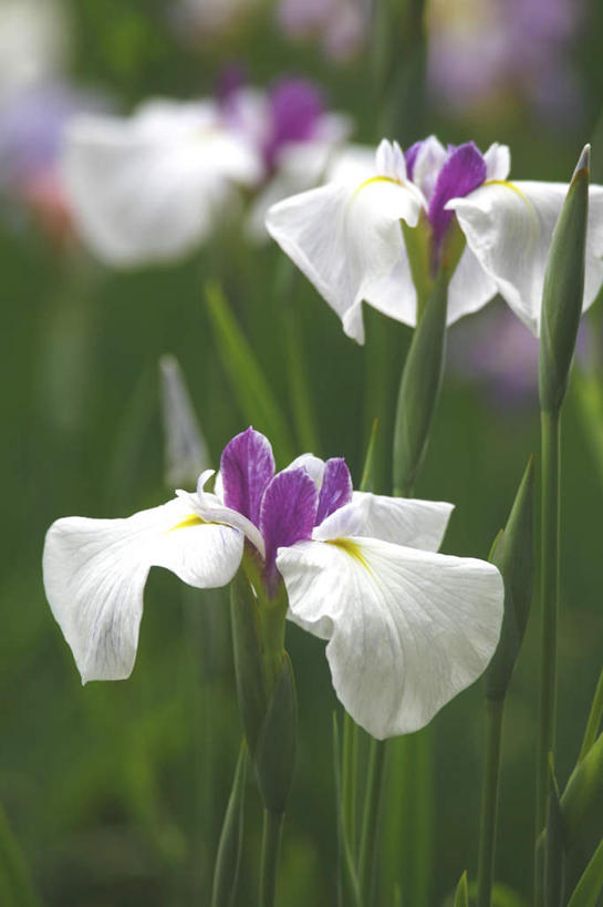 无人,竖图,室外,特写,白天,正面,旅游,度假,花海,花圃,美景,植物,叶子,东京,日本,亚洲,许多,朦胧,模糊,盛开,景观,草药,花蕾,娱乐,中药,花,花瓣,花朵,花卉,鲜花,绿色,紫色,白色,自然,花丛,花束,花田,花苞,花蕊,享受,休闲,景色,放松,鸢尾,自然风光,药材,中草药,东亚,中药材,本草,本州,关东地方,本州岛,日本国,东京都,紫蝴蝶,蓝蝴蝶,乌鸢,扁竹花,日本鸢尾,彩图