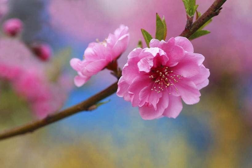 无人,横图,室外,特写,白天,正面,爱情,旅游,度假,花海,花圃,美景,植物,桃花,叶子,日本,亚洲,许多,朦胧,模糊,盛开,景观,花蕾,娱乐,花,花瓣,花朵,花卉,鲜花,粉色,绿色,自然,花丛,花束,花田,花苞,花蕊,享受,休闲,景色,放松,俘虏,自然风光,东亚,本州,关东地方,本州岛,日本国,崎玉,崎玉县,彩图