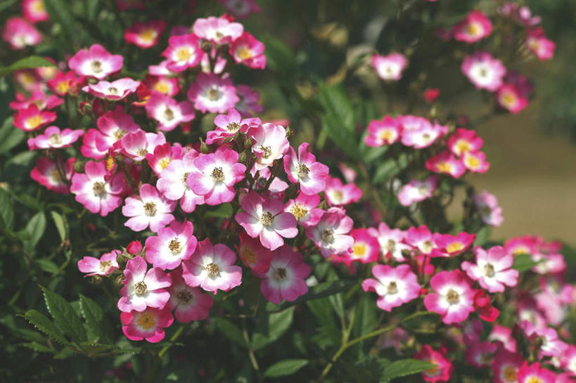 无人,横图,俯视,室外,特写,白天,旅游,度假,花海,花圃,美景,植物,叶子,东京,日本,亚洲,许多,盛开,景观,花蕾,娱乐,花,花瓣,花朵,花卉,鲜花,红色,绿色,白色,自然,花丛,花束,花田,花苞,花蕊,享受,休闲,景色,放松,自然风光,东亚,本州,关东地方,本州岛,日本国,东京都,彩图,高角度拍摄