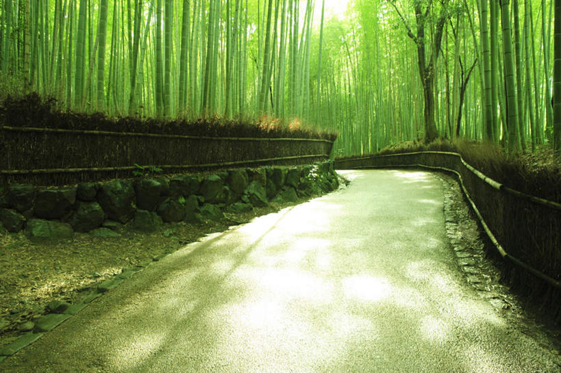 无人,栏杆,横图,室外,白天,正面,旅游,度假,美景,树林,植物,道路,路,京都,日本,亚洲,阴影,光线,影子,栅栏,柱子,景观,篱笆,竹林,围栏,小路,交通,娱乐,护栏,树,树木,绿色,阳光,自然,享受,休闲,景色,放松,乡间小路,京都府,生长,成长,自然风光,东亚,本州,本州岛,日本国,近畿地方,近畿,嵯峨野,彩图