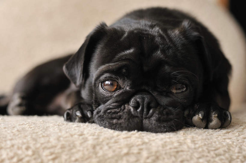 无人,横图,室内,白天,正面,宠物,狗,毯子,注视,一只,白色,黑色,动物,观察,看,趴着,可爱,哈巴狗,观看,察看,关注,忠诚,可怜,巴哥,巴哥犬,犬,趴,半身,彩图,全身