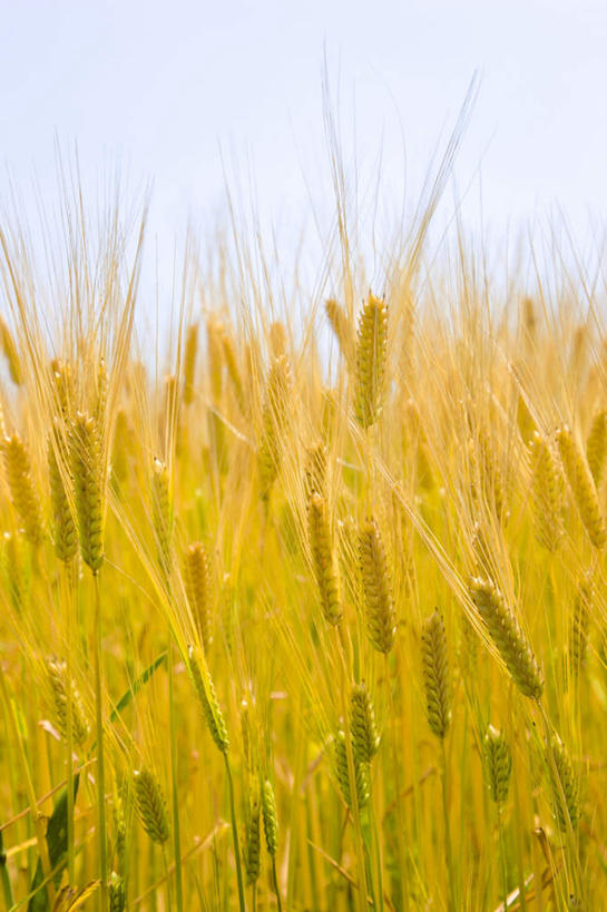 无人,竖图,室外,白天,正面,旅游,度假,农作物,小麦,美景,日本,亚洲,许多,景观,谷物,娱乐,黄色,蓝色,蓝天,天空,自然,天,享受,休闲,稻谷,稻子,景色,放松,麦子,晴朗,自然风光,东亚,本州,万里无云,关东地方,本州岛,日本国,栃木,栃木县,晴空,晴空万里,彩图