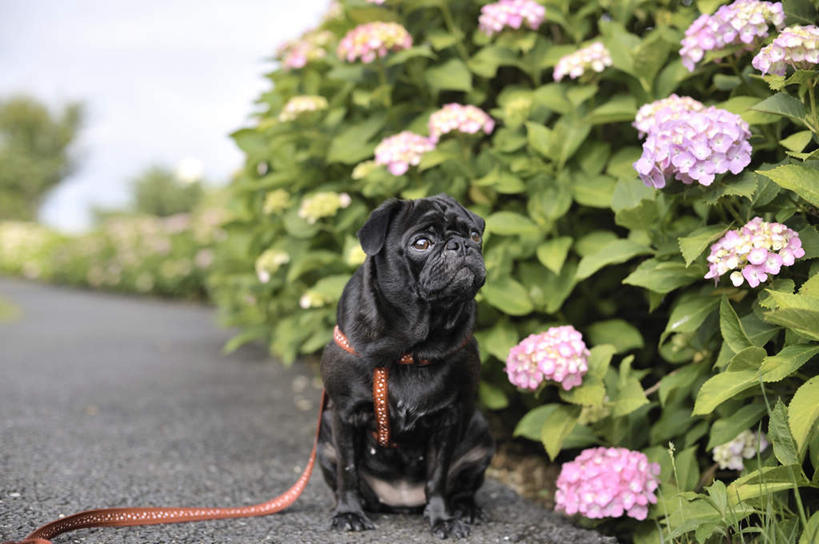 无人,坐,横图,室外,白天,正面,花海,花圃,植物,道路,路,八仙花,宠物,狗,叶子,一根,许多,盛开,云,云朵,小路,交通,花蕾,云彩,注视,花,花瓣,花朵,花卉,鲜花,一个,一只,粉色,红色,蓝色,绿色,紫色,黑色,白云,蓝天,天空,动物,绳子,花丛,花束,花田,天,花苞,花蕊,绣球花,观察,看,可爱,哈巴狗,晴朗,单个,观看,紫阳花,洋绣球,察看,关注,忠诚,草绣球,斗球,七变化,粉团花,巴哥,巴哥犬,项圈,晴空,犬,坐着,彩图,全身