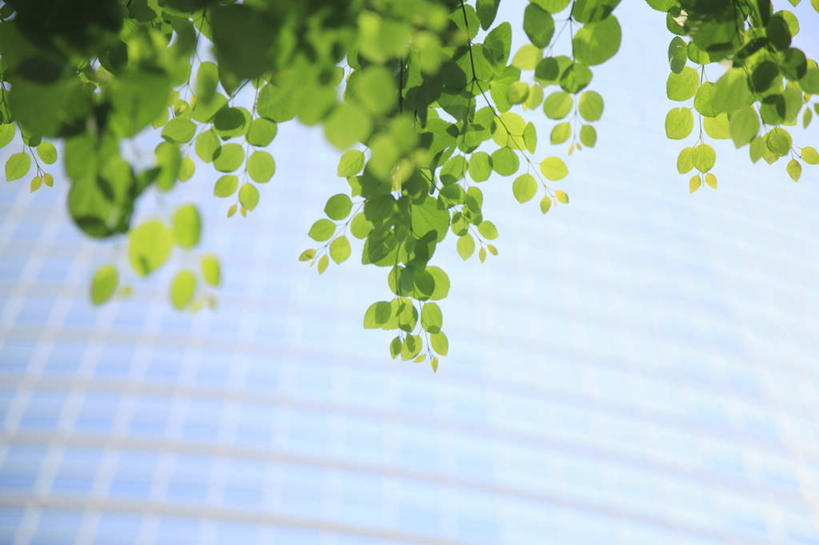 无人,高楼大厦,横图,室外,白天,仰视,大厦,建筑,摩天大楼,叶子,东京,日本,亚洲,许多,绿叶,嫩叶,东亚,本州,关东地方,本州岛,日本国,东京都,叶,叶片,彩图,低角度拍摄,大楼,高层建筑,高楼,摩天楼