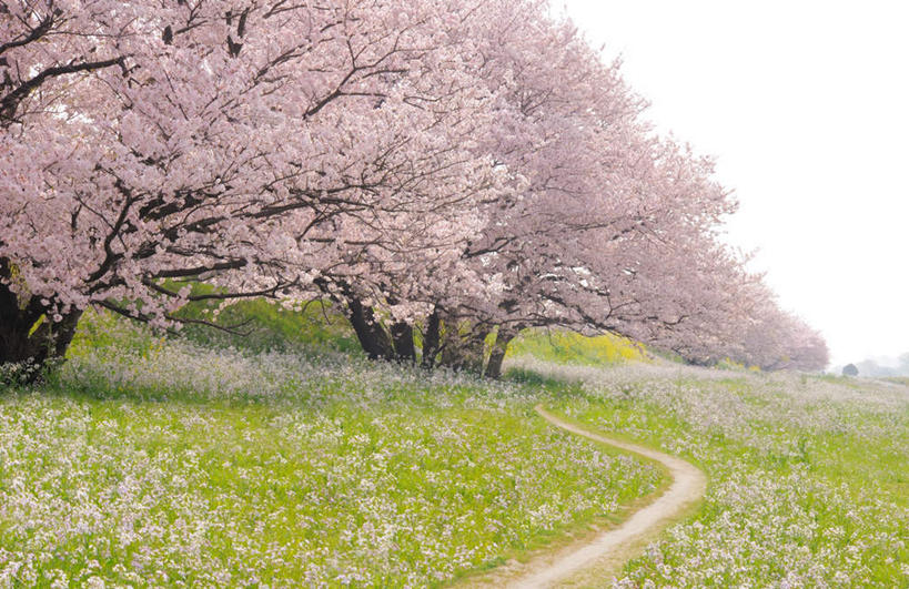 无人,横图,室外,白天,正面,草地,草坪,植物,樱花,东京,日本,亚洲,许多,盛开,野花,樱花树,花蕾,草,花,花瓣,花朵,鲜花,粉色,蓝色,绿色,蓝天,天空,天,花苞,花蕊,晴朗,东亚,本州,万里无云,关东地方,本州岛,日本国,东京都,仙樱花,福岛樱,青肤樱,晴空,晴空万里,荆桃,彩图