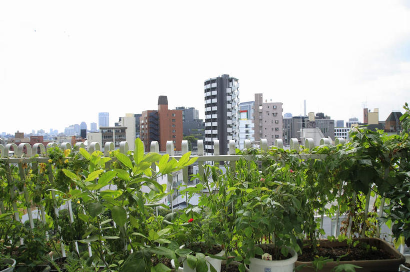 无人,高楼大厦,栏杆,横图,室外,白天,正面,度假,美景,植物,城市风光,城市,大厦,建筑,摩天大楼,东京,日本,亚洲,许多,装饰,盆栽,景观,云,云朵,建筑群,围栏,盆景,云彩,娱乐,建设,护栏,蓝色,绿色,白云,蓝天,天空,自然,天,享受,休闲,景色,放松,生长,晴朗,成长,华丽,修饰,点缀,东亚,本州,关东地方,本州岛,日本国,东京都,衬托,美观,雅致,雅观,晴空,彩图,大楼,高层建筑,高楼,摩天楼