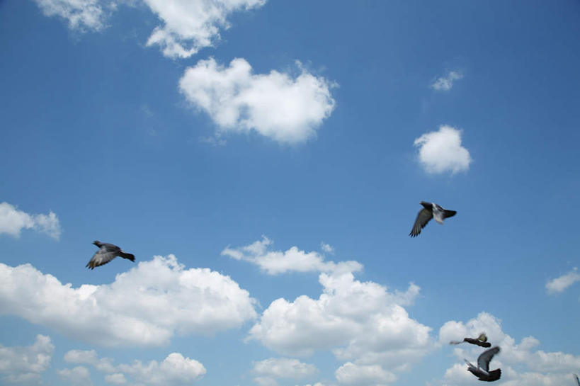 无人,横图,室外,白天,仰视,旅游,度假,美景,鸽子,鸟,四只,飞翔,鸟类,景观,云,云朵,云彩,娱乐,飞,蓝色,白云,蓝天,天空,自然,天,享受,休闲,景色,放松,晴朗,自然风光,飞跃,晴空,彩图,低角度拍摄