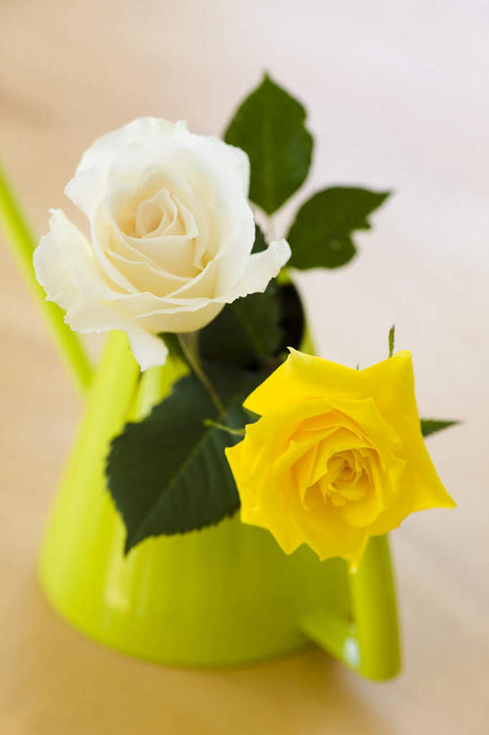 无人,竖图,俯视,室内,特写,白天,爱情,幸福,纯洁,热情,花海,花圃,植物,地板,玫瑰,叶子,盛开,壶,陶瓷,玫瑰花,陶瓷制品,地面,浪漫,花蕾,洒水壶,木地板,水壶,花,花瓣,花朵,花卉,鲜花,两朵,黄色,绿色,白色,花丛,花束,花田,花苞,花蕊,温暖,温馨,恩爱,和睦,感动,尊敬,浇水壶,天真,刺玫花,徘徊花,彩图,高角度拍摄,融洽