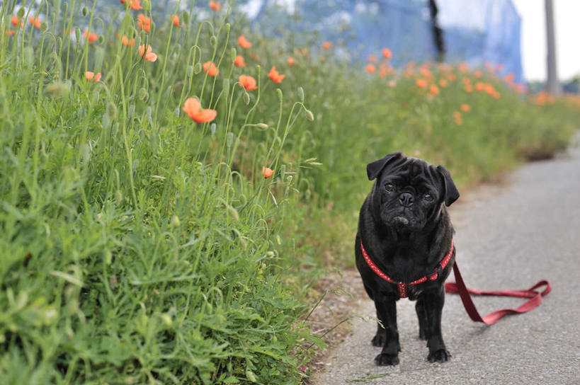 无人,坐,横图,室外,白天,正面,花海,花圃,植物,道路,路,罂粟,宠物,狗,叶子,一根,许多,盛开,云,云朵,小路,草药,交通,花蕾,云彩,注视,中药,花,花瓣,花朵,花卉,鲜花,一个,一只,红色,蓝色,绿色,黑色,白云,蓝天,天空,动物,绳子,花丛,花束,花田,天,花苞,花蕊,观察,看,可爱,哈巴狗,晴朗,单个,观看,毒品,察看,关注,药材,中草药,忠诚,中药材,本草,止痛,镇静,安眠,巴哥,巴哥犬,项圈,晴空,罂粟花,犬,坐着,彩图,全身