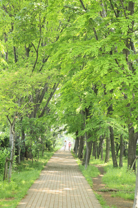 东方人,两个人,走,竖图,室外,白天,爱情,植物,道路,路,东京,日本,亚洲,一排,整齐,小路,交通,浪漫,黄种人,树,树木,排列,背面,绿色,自然,温暖,温馨,恩爱,恋人,生长,成长,和睦,队列,东亚,本州,关东地方,本州岛,日本国,东京都,男人,男性,年轻男性,年轻女性,女人,女性,亚洲人,情侣,步行,散步,走路,彩图,全身,伴侣,融洽