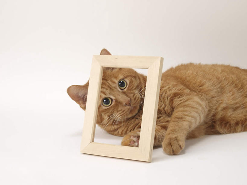 无人,躺,横图,室内,白天,正面,宠物,猫,相框,阴影,光线,木制,影子,注视,一个,一只,黄色,阳光,动物,木制品,观察,看,可爱,单个,观看,察看,关注,猫咪,卧着,躺着,卧,半身,彩图