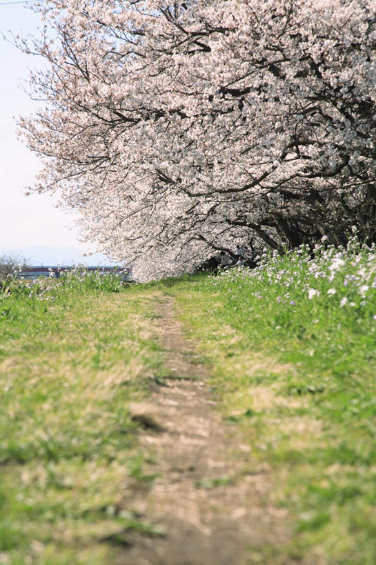 无人,竖图,室外,白天,正面,旅游,度假,草地,草坪,美景,植物,道路,路,樱花,东京,日本,亚洲,许多,盛开,景观,小路,樱花树,交通,花蕾,娱乐,草,花,花瓣,花朵,鲜花,树,树木,粉色,蓝色,绿色,蓝天,天空,自然,天,花苞,花蕊,享受,休闲,景色,放松,乡间小路,生长,晴朗,成长,自然风光,东亚,本州,万里无云,关东地方,本州岛,日本国,东京都,仙樱花,福岛樱,青肤樱,晴空,晴空万里,荆桃,彩图