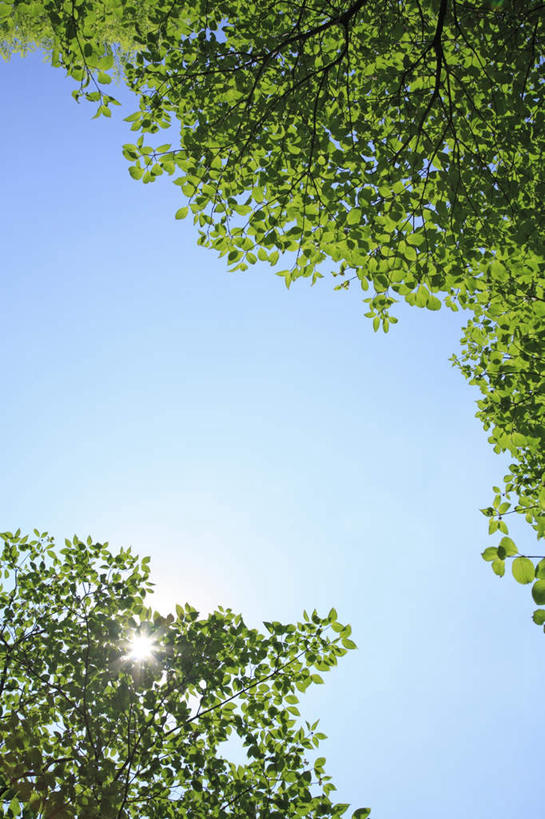 无人,竖图,室外,白天,仰视,旅游,度假,美景,太阳,植物,叶子,东京,日本,亚洲,许多,阴影,光线,影子,景观,绿叶,娱乐,树,树木,蓝色,绿色,蓝天,天空,阳光,自然,天,享受,休闲,嫩叶,景色,放松,生长,晴朗,成长,自然风光,东亚,本州,万里无云,关东地方,本州岛,日本国,东京都,叶,叶片,晴空,晴空万里,彩图,低角度拍摄