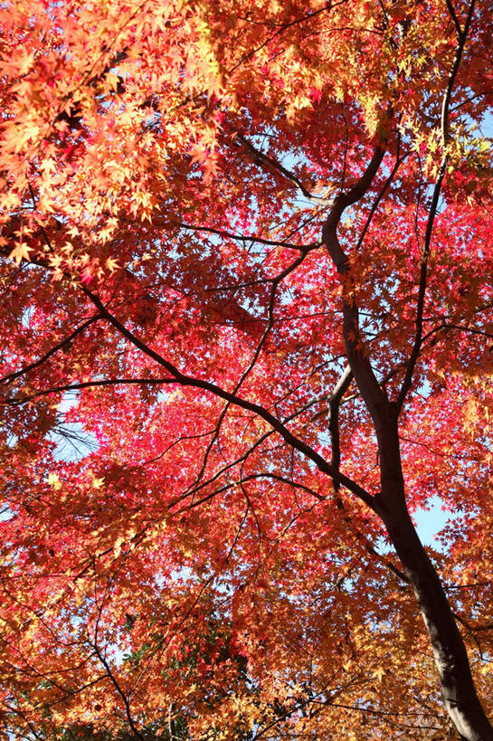 无人,竖图,室外,白天,仰视,旅游,度假,美景,秋季,植物,东京,日本,亚洲,一棵,朦胧,模糊,景观,枝条,娱乐,树,树干,树木,树枝,蓝色,绿色,蓝天,天空,自然,天,享受,休闲,景色,放松,生长,晴朗,成长,自然风光,东亚,本州,万里无云,关东地方,本州岛,日本国,东京都,晴空,晴空万里,秋,秋天,彩图,低角度拍摄