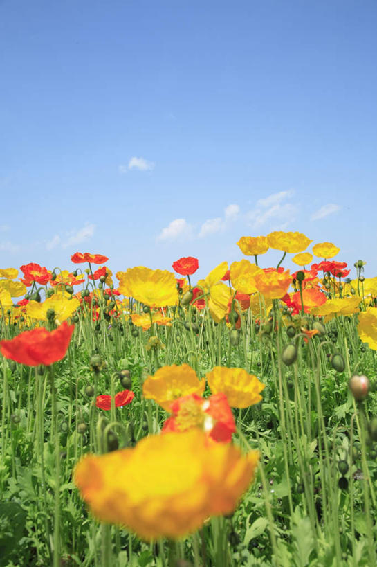 无人,竖图,室外,白天,正面,旅游,度假,草地,草坪,花海,花圃,美景,植物,罂粟,叶子,东京,日本,亚洲,许多,朦胧,模糊,盛开,景观,云,云朵,草药,花蕾,云彩,娱乐,中药,草,花,花瓣,花朵,花卉,鲜花,黄色,红色,蓝色,绿色,白云,蓝天,天空,自然,花丛,花束,花田,天,花苞,花蕊,享受,休闲,景色,放松,晴朗,毒品,自然风光,药材,中草药,东亚,中药材,本草,本州,关东地方,本州岛,日本国,东京都,止痛,镇静,安眠,晴空,罂粟花,彩图