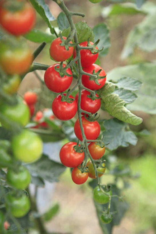 无人,竖图,俯视,室外,白天,旅游,度假,美景,蔬菜,西红柿,叶子,许多,朦胧,模糊,新鲜,景观,食品,绿叶,娱乐,食物,自然,享受,休闲,嫩叶,景色,放松,有机食品,绿色食品,自然风光,叶,叶片,樱桃番茄,圣女果,番茄,彩图,高角度拍摄