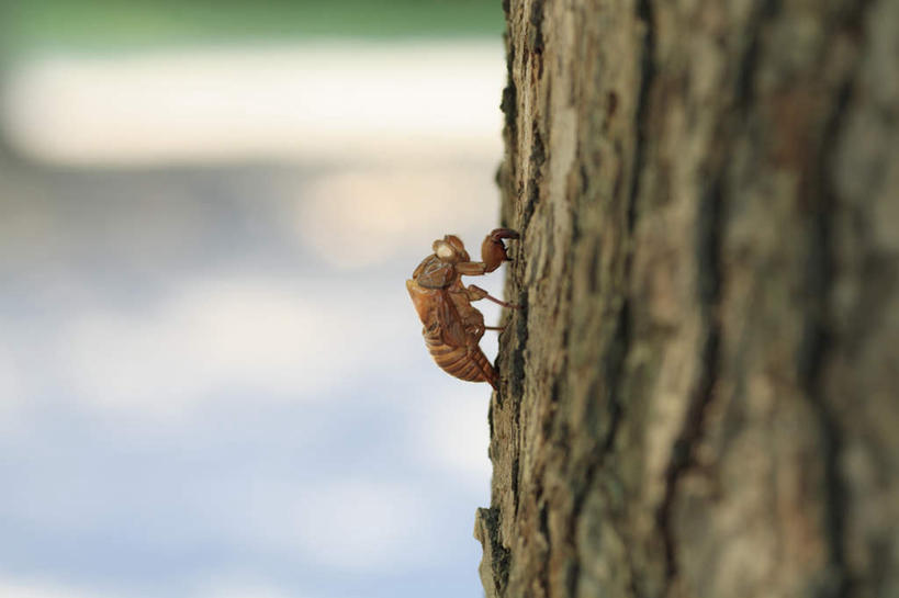 无人,攀登,横图,室外,白天,侧面,湖,湖泊,水,植物,蝉,一棵,朦胧,模糊,昆虫,湖面,水流,水面,树,树木,一个,绿色,自然,动物,湖水,爬,生长,单个,成长,害虫,蚱蝉,知了,攀爬,彩图,全身