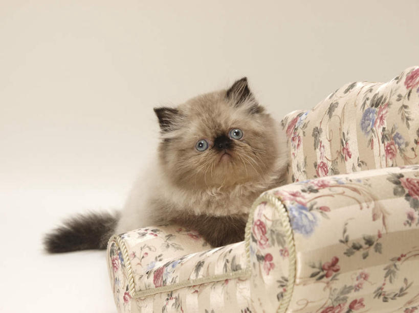 无人,客厅,横图,室内,白天,正面,沙发,宠物,猫,朦胧,模糊,墙,注视,墙壁,墙面,一个,动物,观察,看,趴着,可爱,单个,观看,察看,起居室,关注,猫咪,布艺沙发,喜马拉雅猫,趴,彩图,全身